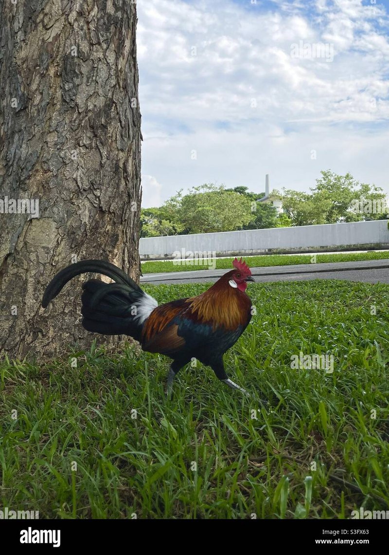 Best chicken road slot in Netherlands